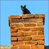 advanced-chimney-animal